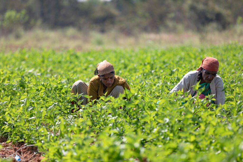 Campesinos indios trabajan en los campos de cultivo